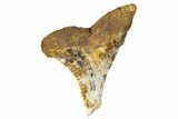 Fossil Shark Tooth (Hemipristis) - Angola #259458-1